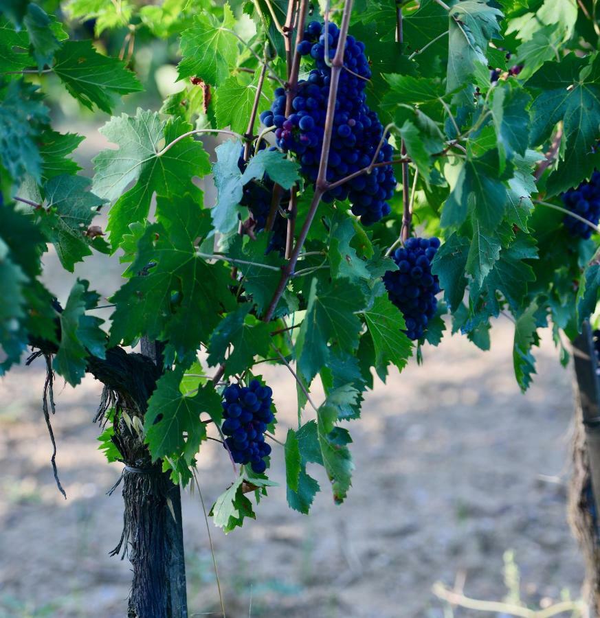 The Grapevine By Manvi Acomodação com café da manhã Montepulciano Stazione Exterior foto
